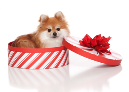 dog-in-gift-box