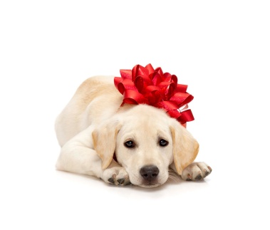 Puppy Wearing Bow --- Image by © Royalty-Free/Corbis